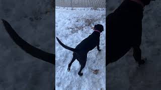 Video preview image #1 Labrador Retriever-Unknown Mix Puppy For Sale in Webster, WI, USA