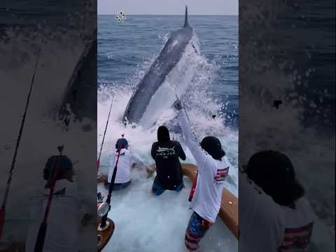 Giant Swordfish Caught by Fishermen! 🦭🦈🐙🪸 #giantcreature #deepseafishing