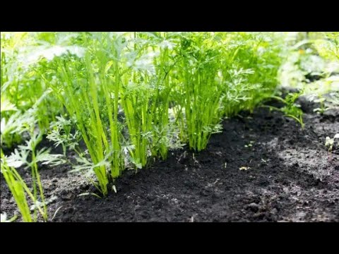 , title : 'Aprenda a plantar cenoura orgânica em sua horta'