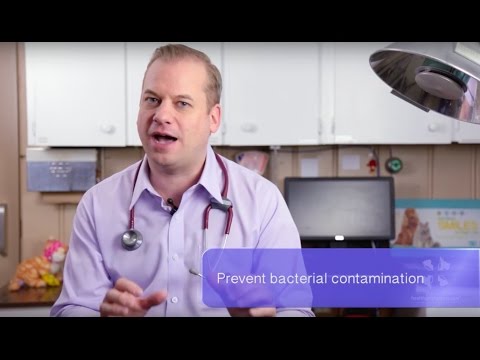 Vet Guide | General Info and Tips About Feeding a Raw Food Diet to Cats and Dogs