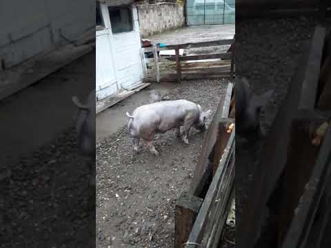 Porci rasa Lechinta