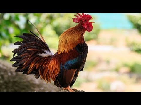 Rooster Crowing Compilation 2020|Rooster Vs Indian Crow Fight|Rooster Crowing Sound Effect