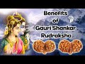 Gauri Shankar Rudraksha/ गौरी शंकर रुद्राक्ष /Benefits of Gauri Shankar Rudraksha