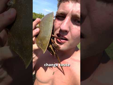 Heureusement pour nous qu'il existe 😳 #animaux #limule