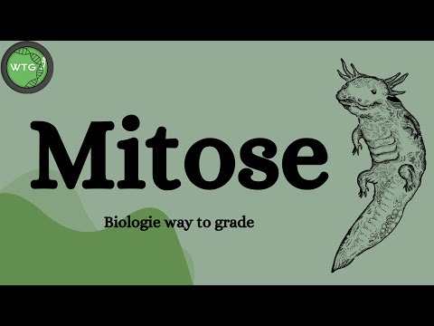 MITOSE in nur 3 Minuten erklärt!!!
