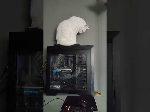 My cat loves to sit on top of my pc #cat #shorts #zvonko