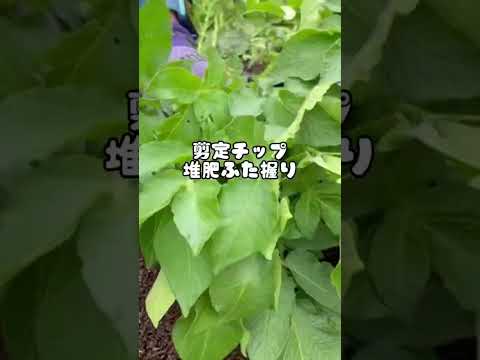 ジャガイモを豊かに収穫するには、いつ肥料を施用すればよいでしょうか?どのような肥料を使用すればよいでしょうか？  庭園