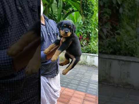 For sale     progenies of aaron s/o marco flash rousex gd/o vox flaah rouse