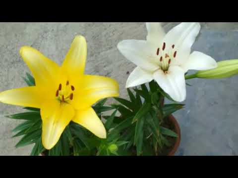 Lilium Flowers