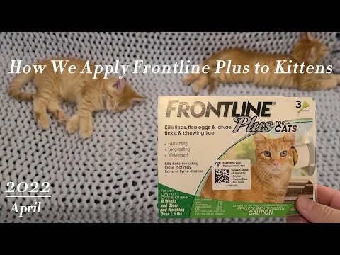 Flea and tick treatment - How to Apply Frontline Plus to Kittens 如何给缅因猫体外除虫