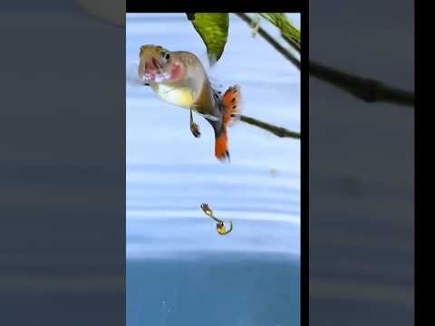 guppy fish giving babies live #aquarium #feeds