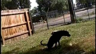 Doggy Style (A Pit Bull Movie)