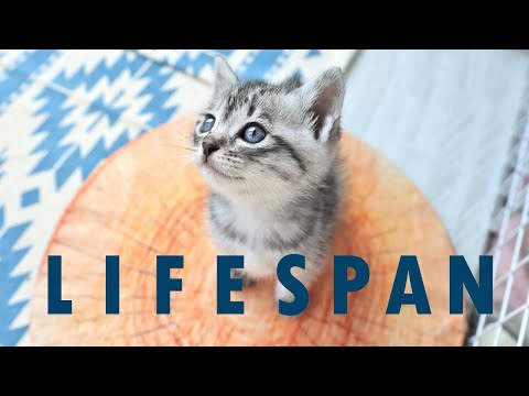 Feline Leukemia and Life Span | FeLV
