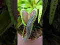 Carnivorous Plant Pitcher Plant