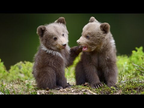 Beautiful Relaxing Music, Peaceful Soothing Instrumental Music, Wilderness Bears by Tim Janis