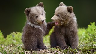 Beautiful Relaxing Music, Peaceful Soothing Instrumental Music, "Wilderness Bears" by Tim Janis