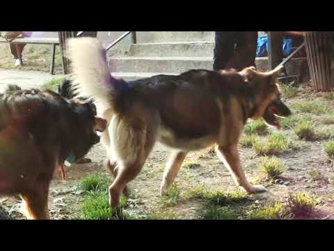 Kalifat Dub - Sisak. Croatia (20.04.19)