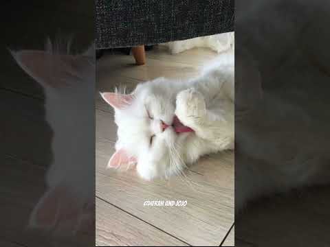 #pop #80smusic #singer #cover #popmusic #cat #coverartist #footballcomedy #covermusic #kitten