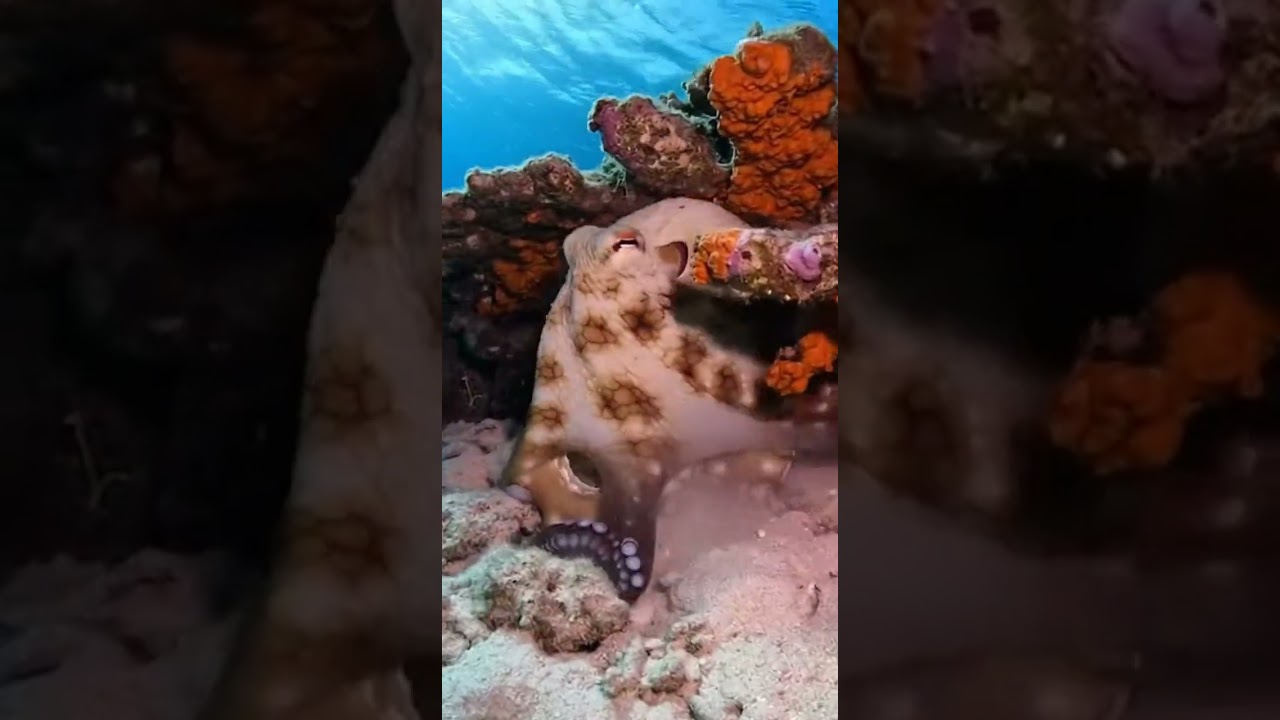 BD                                                                                               Curious Pilot Fish Enters a Cave… and Never Returns 😳🐟🐙