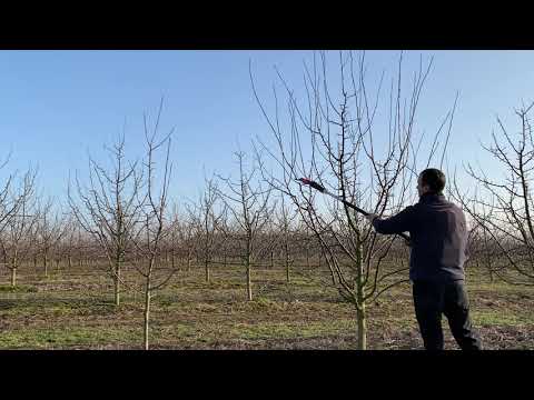 Pruning plums - continuing pruning after a year