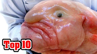 Top 10 UGLIEST ANIMALS