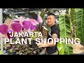 Come Plant Shopping With Me In Indonesia Taman Lapangan Banteng
