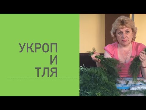 УРОП И ТЛЯ .