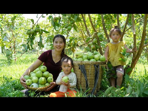 Harvesting giant guava garden to sell at the market - cooking porridge for my little daughter to eat