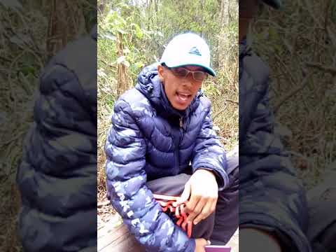 Mc Kaverinha Diario de 1 Interno " neguinho na batida