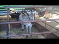 Ringling Bros And Barnum Bailey Zebra At Pre Show