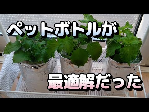 アイスバーグレタスの準備: これが一番おいしい方法です 植物