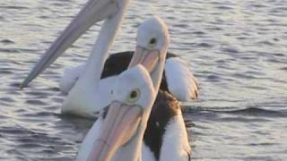Seabird Rescue - by Julie Clarke (a digital story from the Lake Illawarra MAP Project)