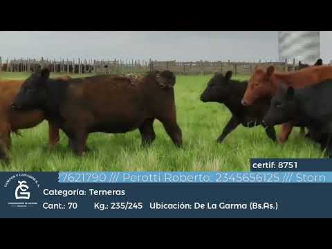 Lote Hembras - De la Garma Bs As