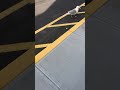Seagull In Parking Lot