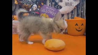 チワワ（ロング）の動画01