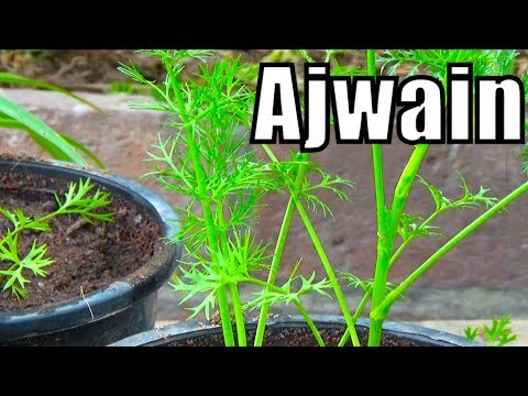 download lagu mp3 mp4 Ova Seeds, download lagu Ova Seeds gratis, unduh video klip Ova Seeds