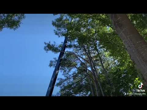 Life's Tree Doctor, LLC YouTube video thumbnail 12