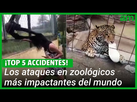 The 5 most shocking zoo accidents