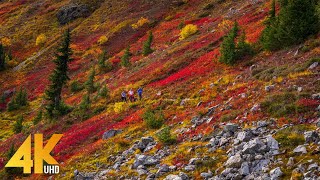 11 HRS Incredible Fall Foliage - Best 4K Autumn Na
