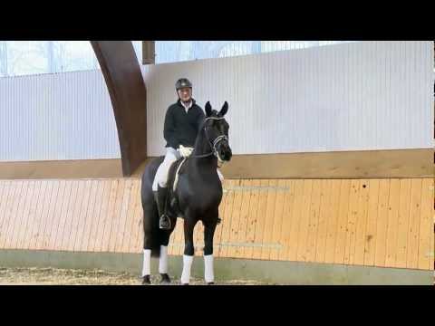 Fantastic - Hengste 2013