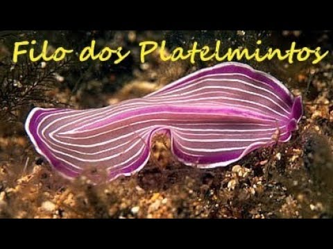 filo platyhelminthes példák