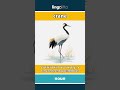 crane - a tall bird with very long... video thumbnail