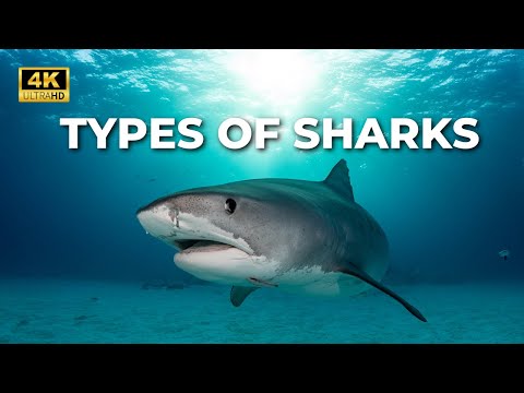 All About Sharks for Children: Sharks Videos for Kids - 25 Types of Sharks for Toddlers and Kids