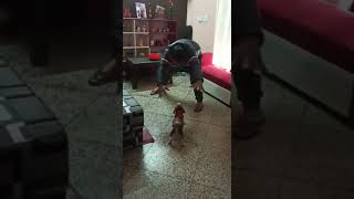 Beago Puppies Videos