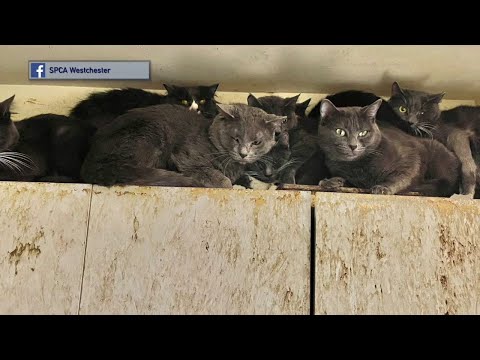 NY White Plains S. P. C. A. Taking Care Of Forty Sick Cats & Kittens