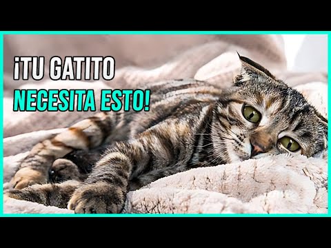 Healing for Your Kitten! Prayer for my sick kitty 🙏 Prayer for my cat's health.