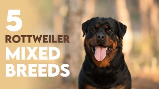Top 5 Rottweiler Mix Breeds You MUST Know!