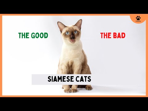 SIAMESE Cat PROS and CONS (MUST KNOW)