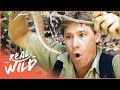 Steve Irwin S Best Moments Venomous Snakes Real Wild