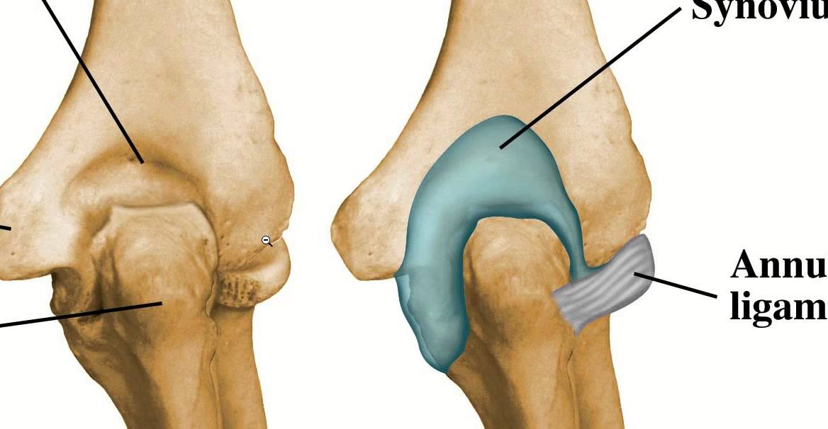 Revisão Cinesiologia (Complexo do Cotovelo)